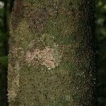 Lacmellea aculeata Lubje
