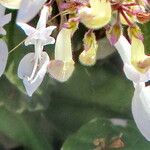 Plectranthus ciliatus