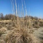 Tripidium ravennae Blad