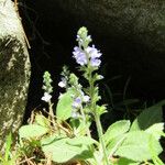 Veronica officinalis 形态