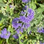 Caryopteris × clandonensisFlower