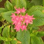 Pentas lanceolataFlower