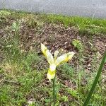 Iris orientalis Blomst