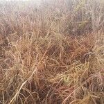 Themeda triandra Libunga