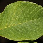 Annona holosericea Leaf