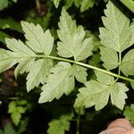 Oenanthe sarmentosa Leaf