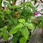 Scutellaria purpurascens Habit