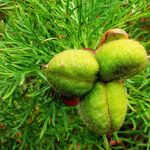 Paeonia tenuifolia Frucht