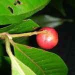 Myrcia aliena Fruit