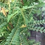 Sophora microphylla Hoja