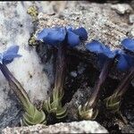 Gentiana terglouensis Hábitos