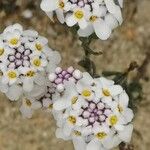 Iberis procumbens Flower