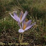 Crocus salzmannii Habitat