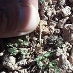 Cymopterus alpinus 整株植物