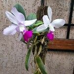 Cattleya walkerianaFiore