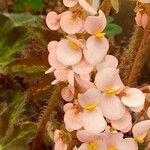 Begonia heracleifolia Kwiat