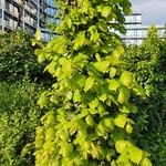 Tilia × europaea অভ্যাস