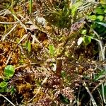 Pedicularis palustris ഇല