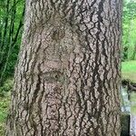 Abies grandis Hoditra