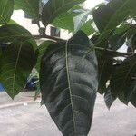 Ficus septica ഇല