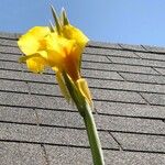 Canna flaccida Flower