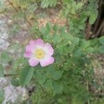 Rosa rubiginosa Blomma