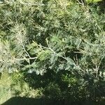Acacia berlandieri Hoja