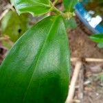 Costus spiralis Blatt