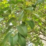 Ligustrum lucidum List