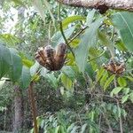 Aristolochia labiata Plod