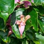 Fridericia candicans Frunză