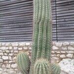 Leucostele terscheckii List