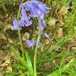 Hyacinthoides non-scriptaFlower