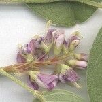 Desmodium heterocarpon Otro