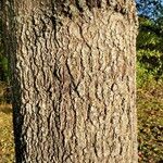 Quercus phellos 樹皮
