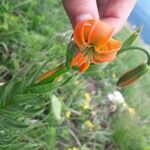 Lilium carniolicum Bloem