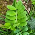 Vicia narbonensis Лист