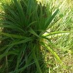 Eryngium paniculatum Лист