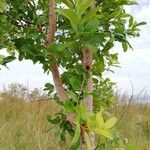 Hymenocardia acida Bark