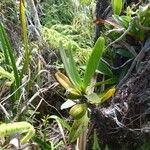 Angraecum borbonicum 整株植物