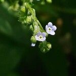 Hackelia virginiana Flower