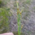 Rhynchospora fusca Fleur