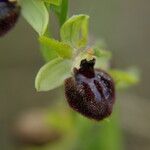 Ophrys exaltata Інше