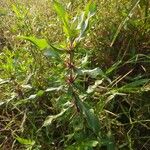 Hygrophila auriculata Leaf