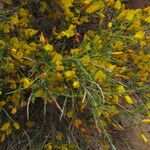 Genista salzmannii Altres