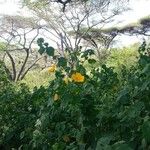 Pavonia burchellii Floare