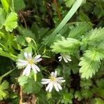 Stellaria palustris Çiçek