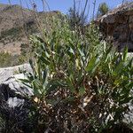 Bupleurum gibraltaricum Levél