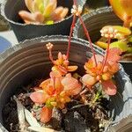 Crassula pubescens Лист