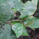 Croton schiedeanus